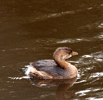 [A water bird about half the size of a duck. It has a pointed bill and  compact body.]